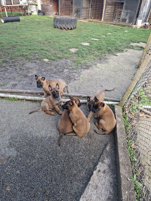 Белгийска овчарка