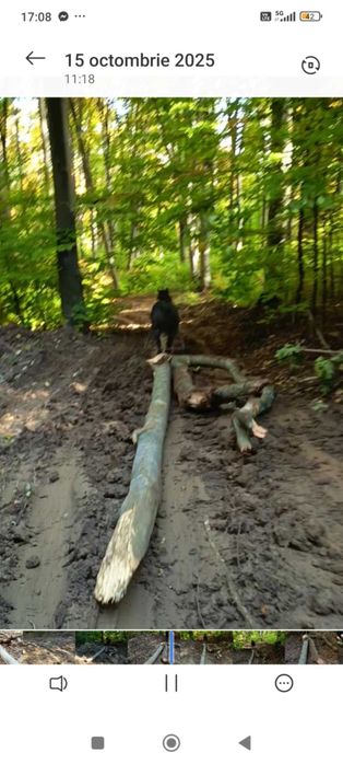 Vând cal bun de treabă