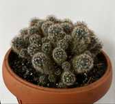 Vand diverse specii de cactusi