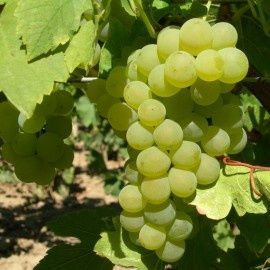 Vita de vie nobilala alba de vin