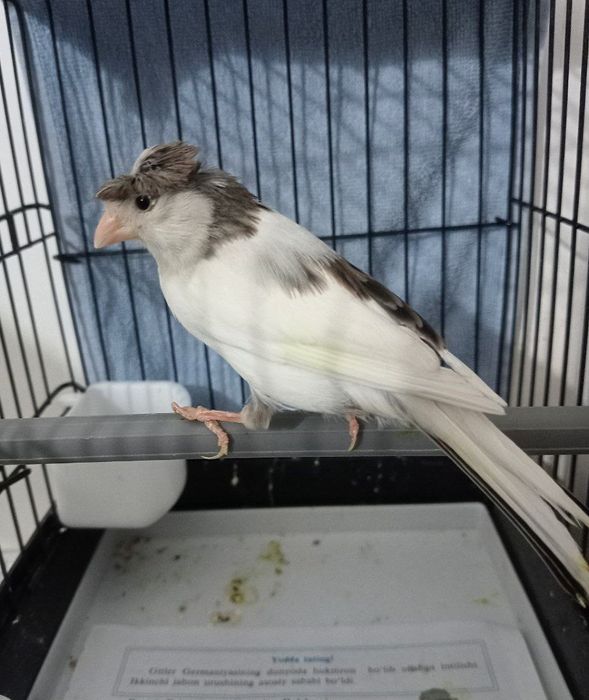 Kanareka chubli avle moda sotladi