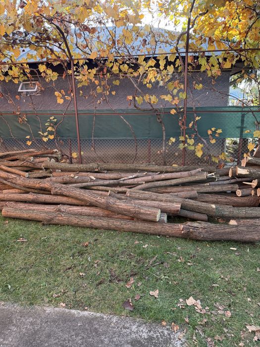 Vand lemne salcam de foc sau stalpi, bulumaci