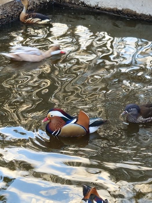 Vand sau schimb rațe mandarine mature