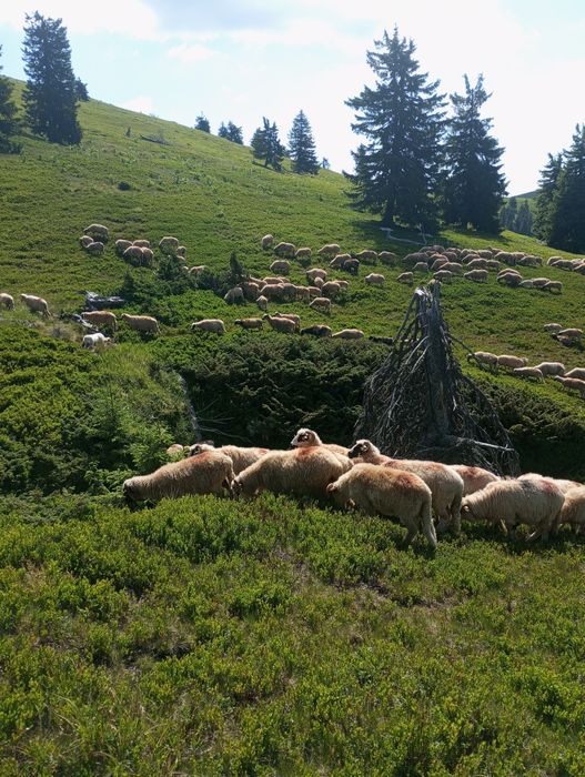 Vând oi și miei !