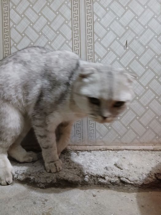 Mushukchamiz o'z egasini qidirmoqda