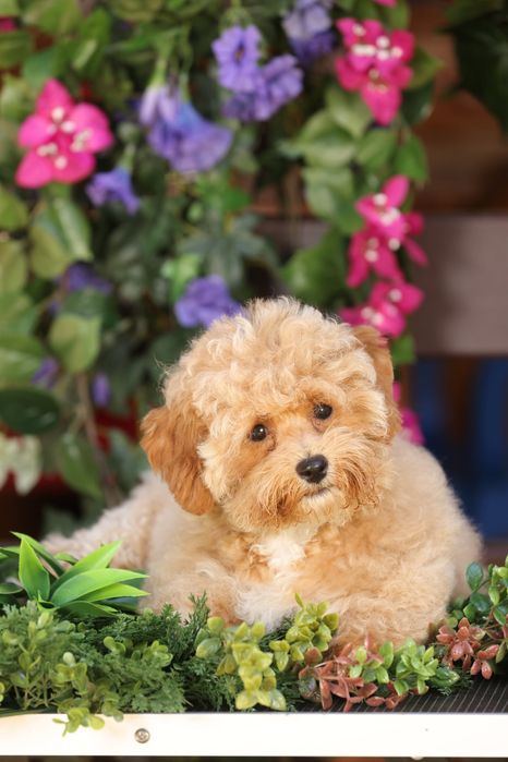 Pui Femela Maltipoo