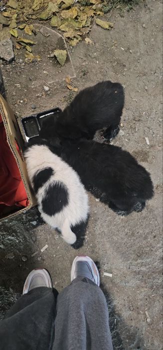 Щенки бесплатно на юнусабаде