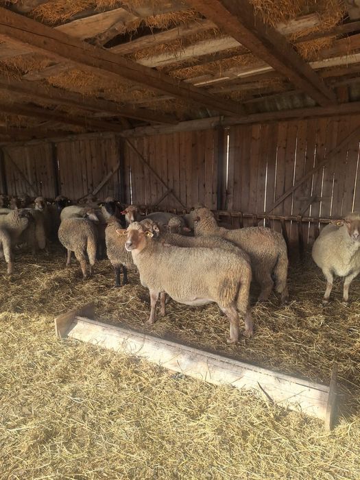 Vând oi reformă rasa Țigaie Ruginie