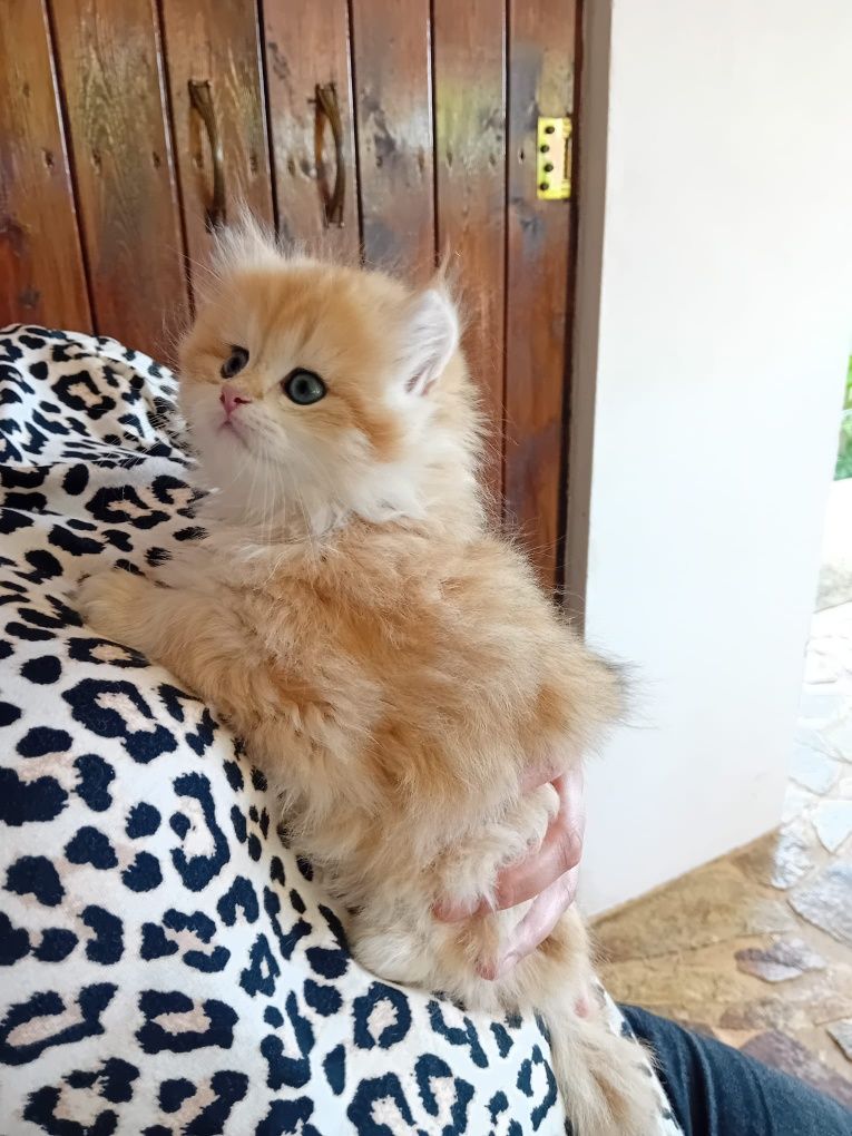 British Longhair cu Pedigree