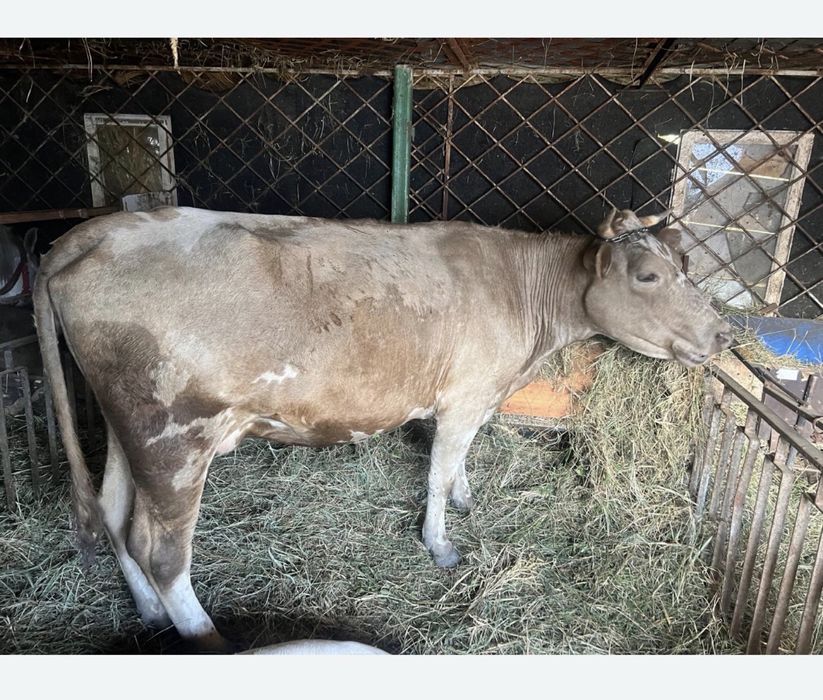 Vand vaca de lapte,gestanta 13l lapte