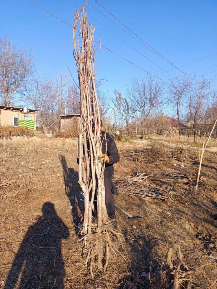 Тополь карагаш каштан клень ива катальпа  дуб платан чинарясин сирен