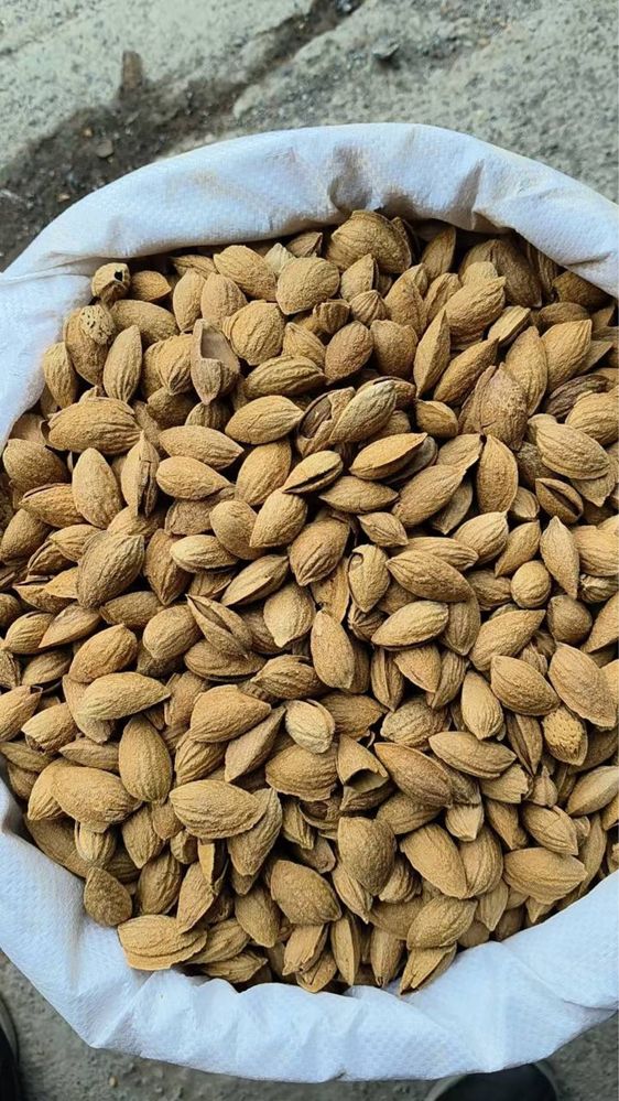 California bodomi
