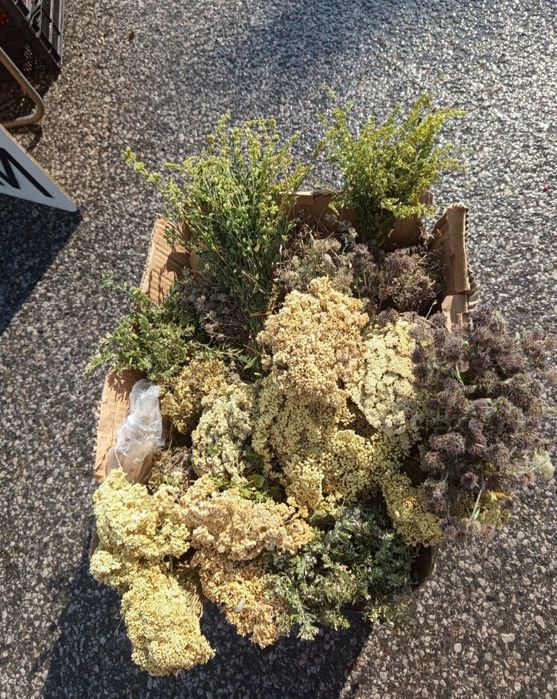 Билки от Родопите