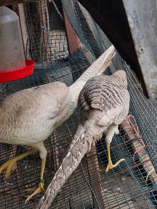 Vand fazani auriu pe rosu/galben