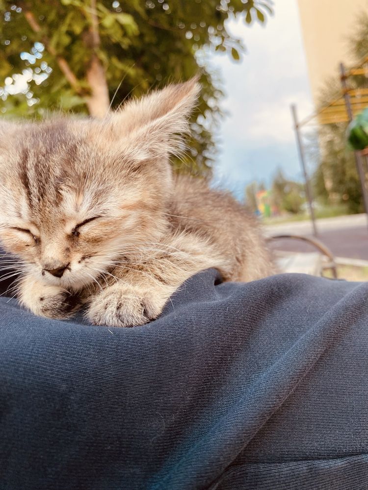 Котенок,девочка.