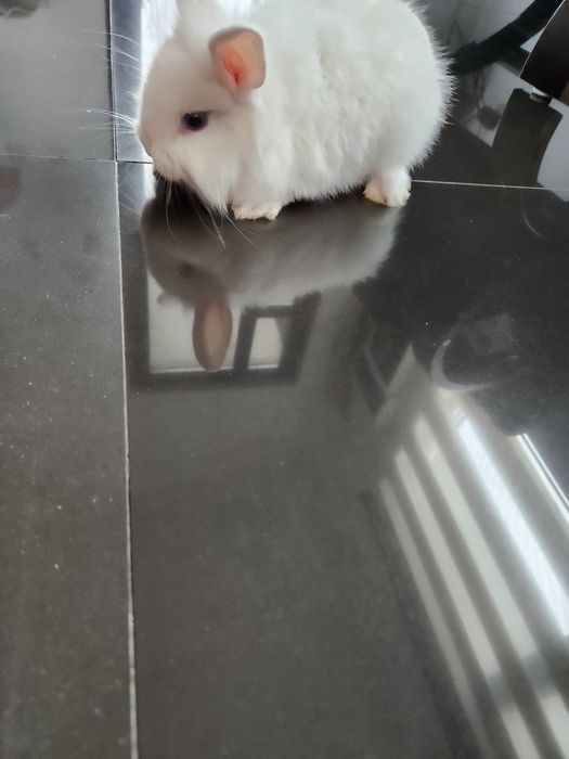 Iepurasi drăgălași...cap de leu