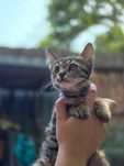 Котёнок, девочка, 2-3 месяца