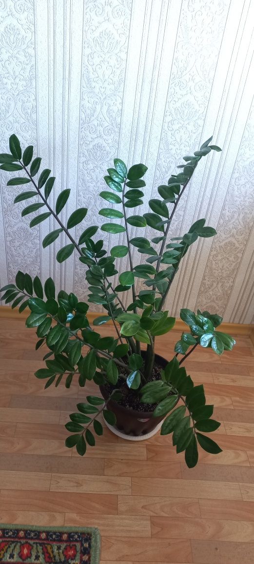 Продам долларовое дерево
