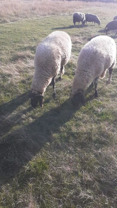 Turma de oi de vanzare