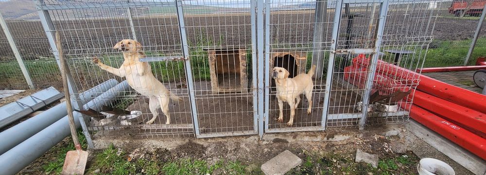 Donez doi  Labradori