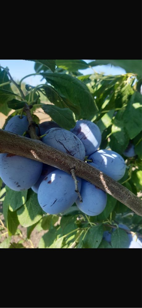 Prune  engross vrancea