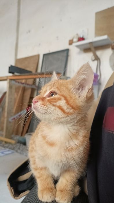 Хонаки (домашние) мушук боласи