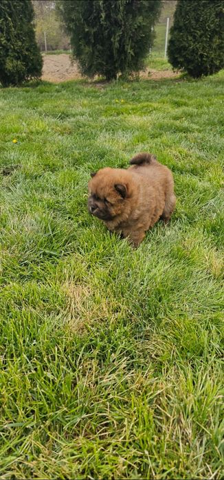 Căteluș rasa Chow Chow- 8 săptămâni- deparazitat și vaccinat