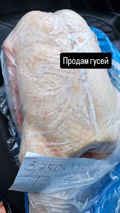 ПРОДАМ ГУСЕЙ домашние свежие 3500за кг