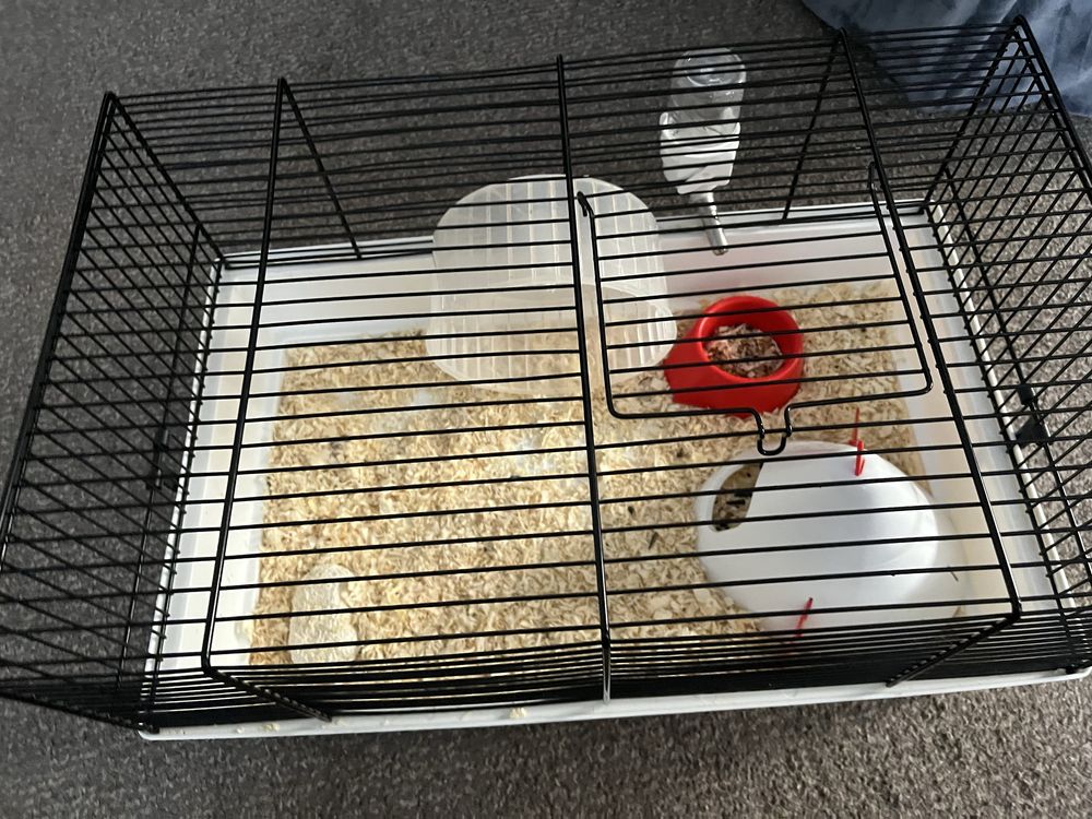 Hamster pitic alb