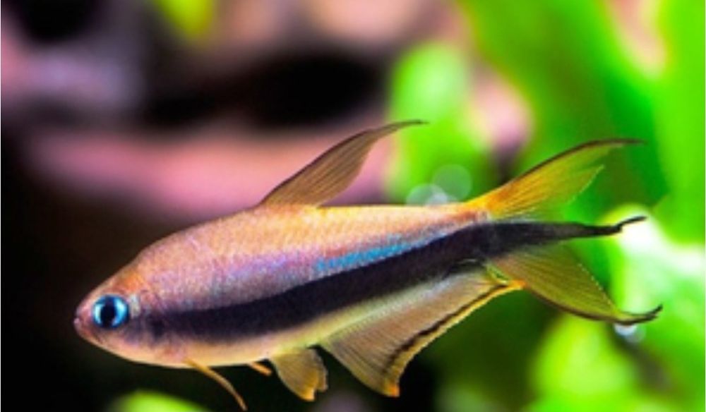 Золотая рыбка продаёт рыбок оптом и а розницу