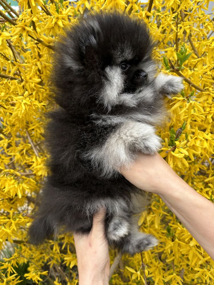Pui Mascul Pomeranian—Certificat Pedigree