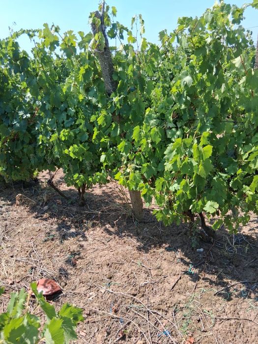 Vând struguri pt vin