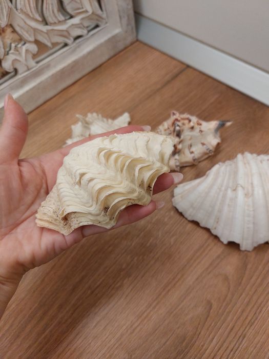 Scoici/ melci  de mare