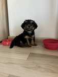 Yorkshire Terrier Mini Toy