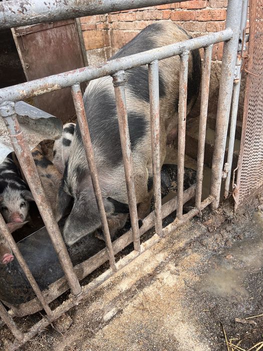 Малки прасета и майка