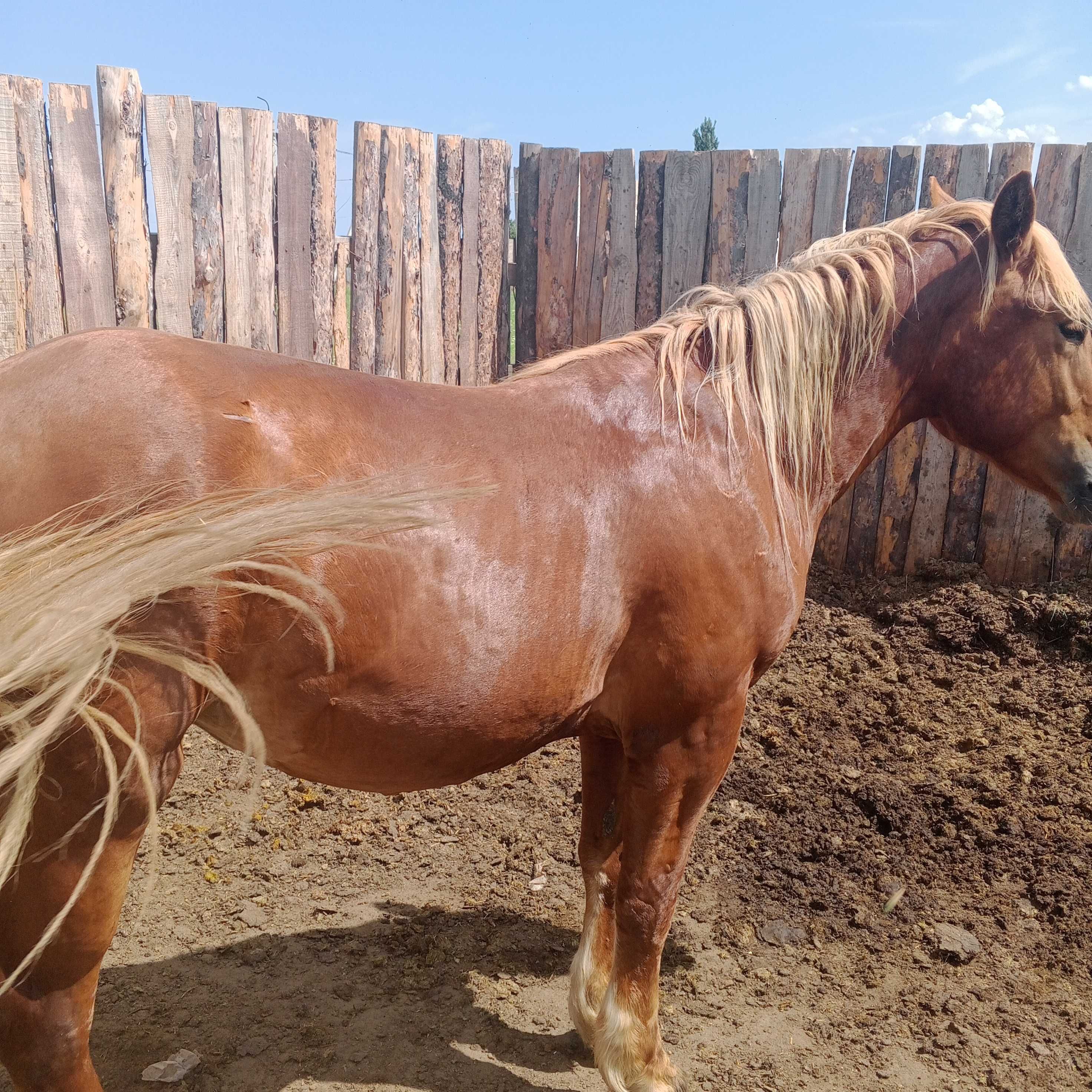 Продам жеребеца 2,5
