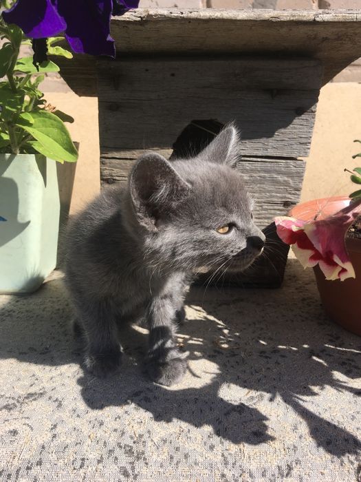 Домашние котята в добрые руки.