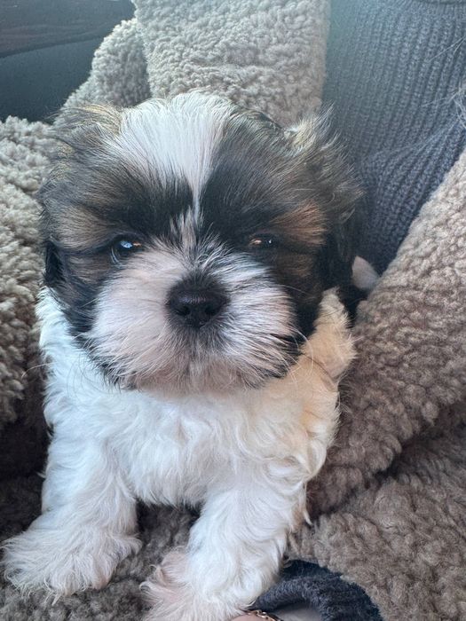 Продам щенка породы Ши-тцу