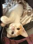 Спешно подарявам котка