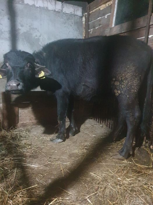 Vand juninca de bivol