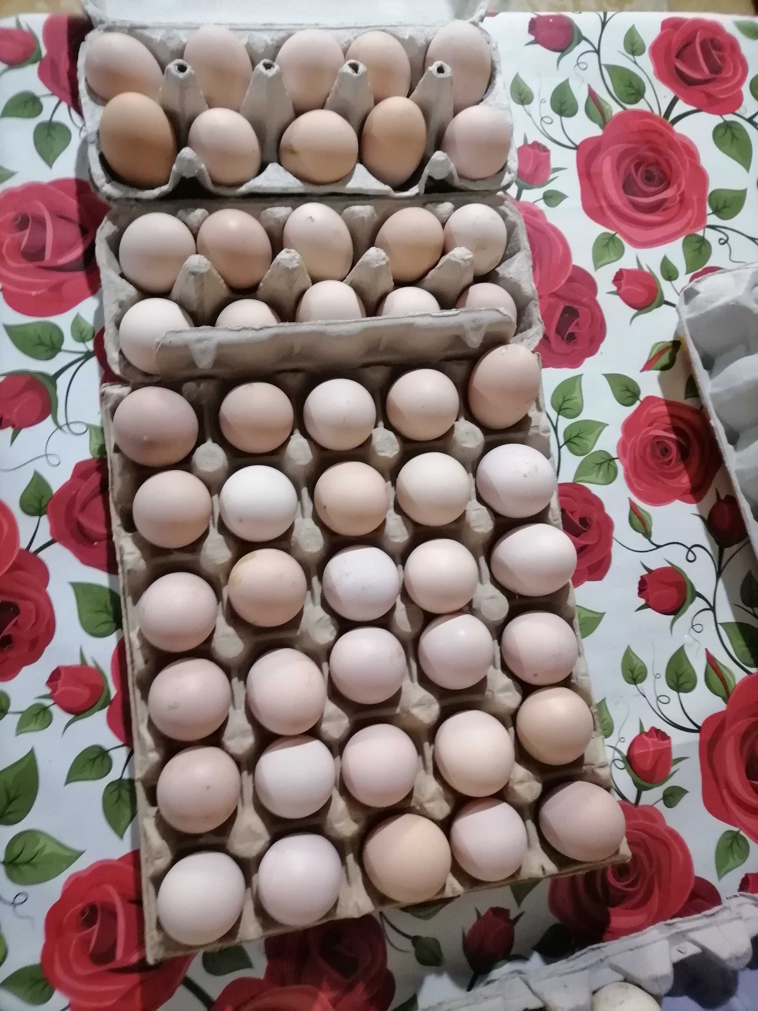 Ouă pentru consum