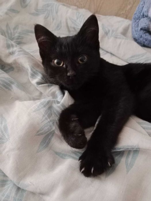 Котенок ищет дом.