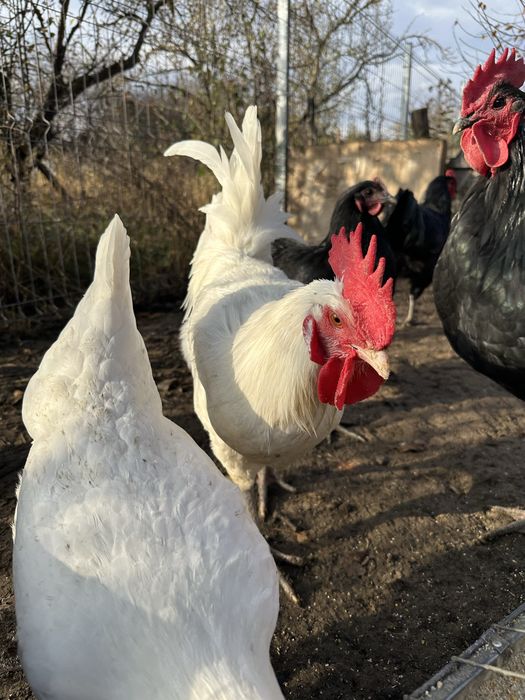 Cocosi Australorp, La Bresse, Araucana