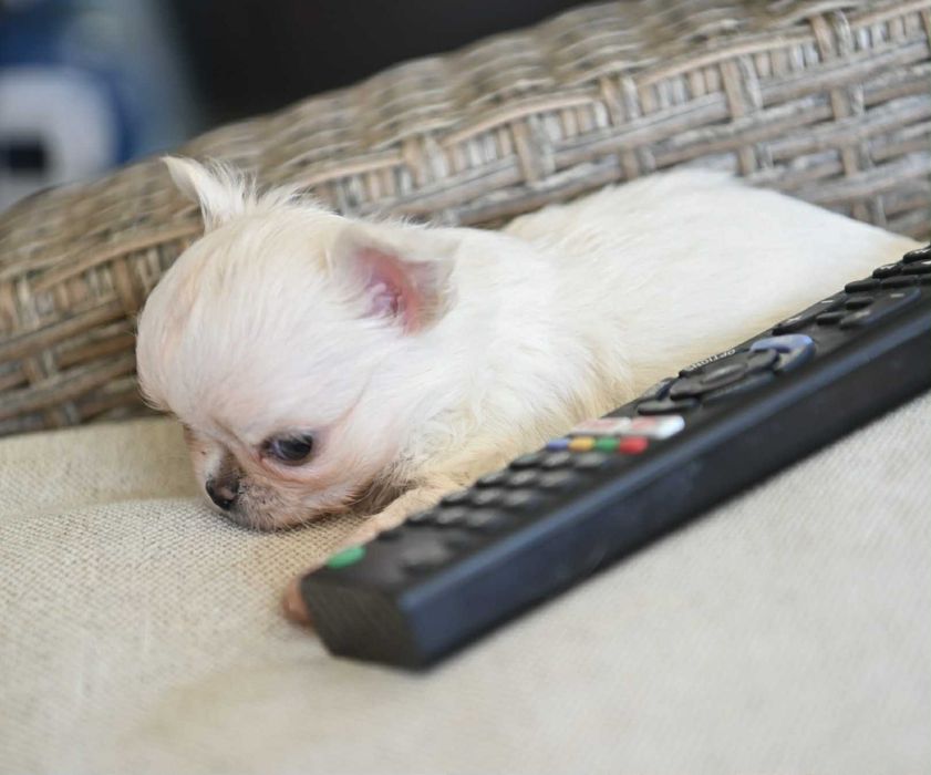 Мъжко дългокосместо мини чихуахуа