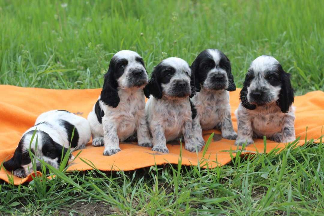 English Cocker spaniel