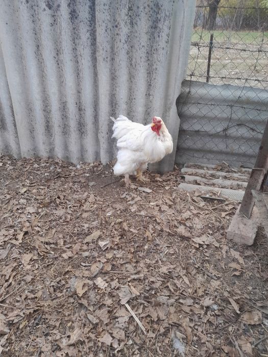 Срочно продам петуха