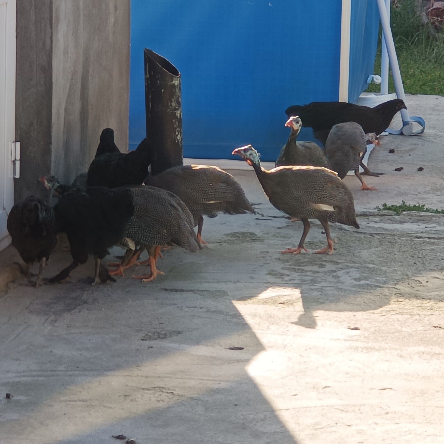 Goz, sesarkala  sotiladi, kelishtirib beriladi
