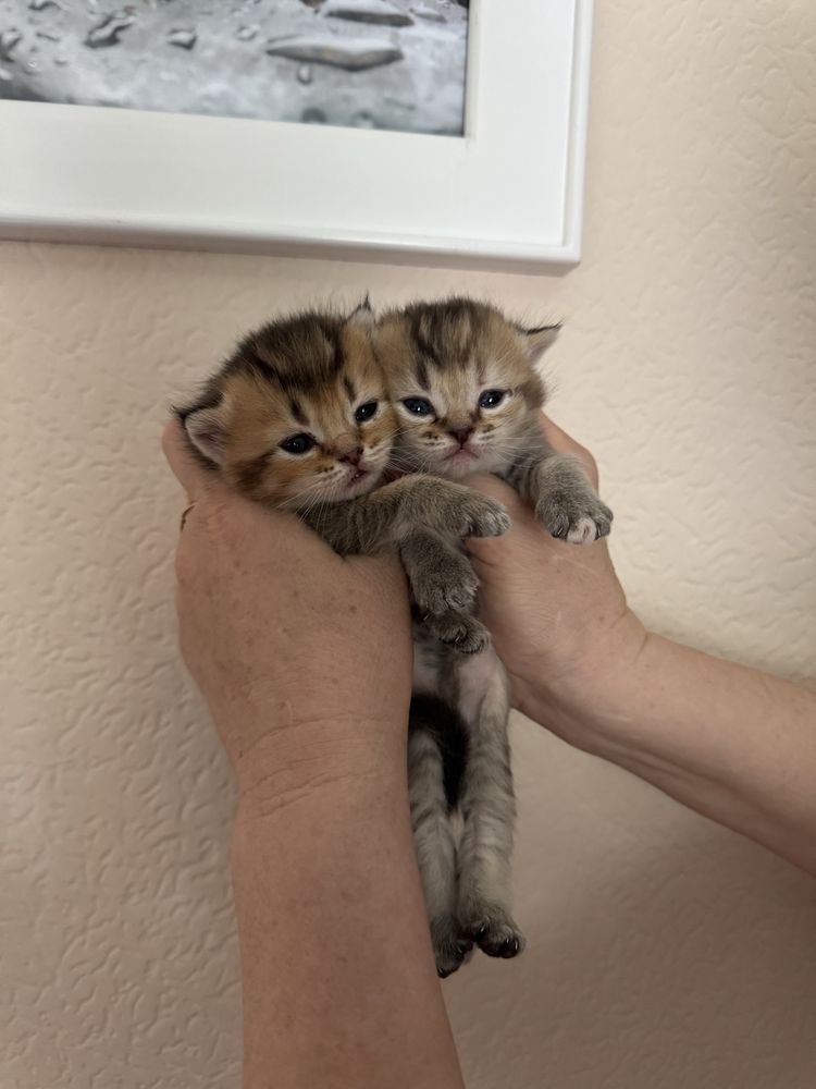 Продаются котята! Вислоухие породистые!