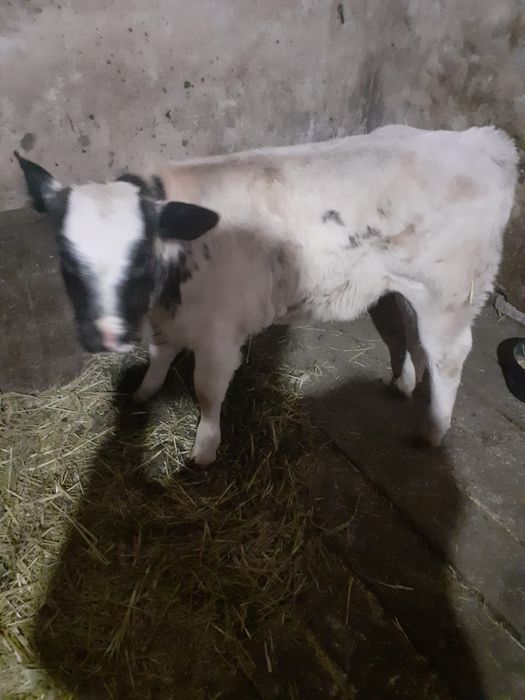 Vând vițea belgiană