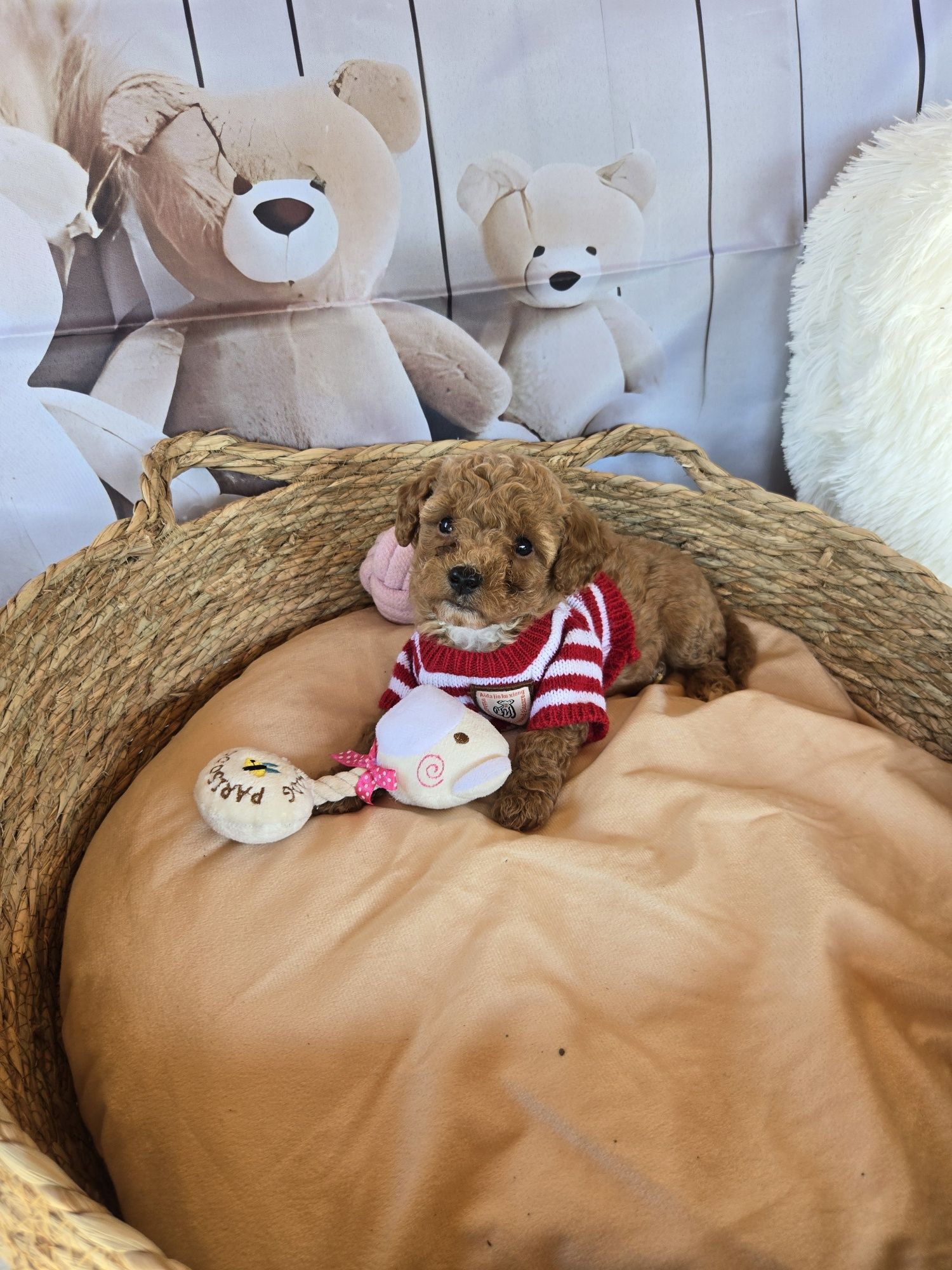 Пудел той Poodle toy Малтипу Maltipoo момиче